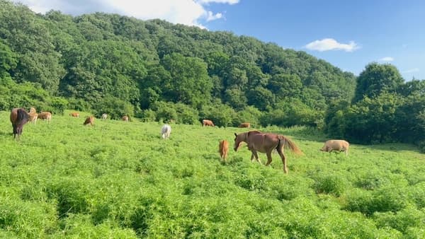 copertina Friends - Ep. 13 - Friends 03 Ep.13 - Due Amici Molto Speciali