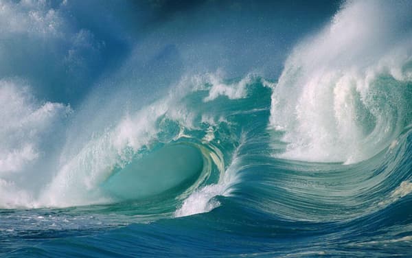 Le meraviglie dell'oceano copertina del programma Le meraviglie dell'oceano