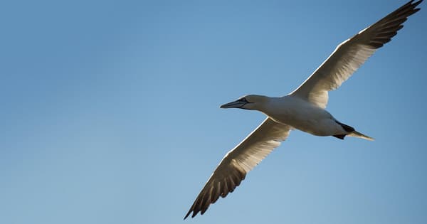 copertina Dietro le quinte - Canada: un anno nella natura selvaggia