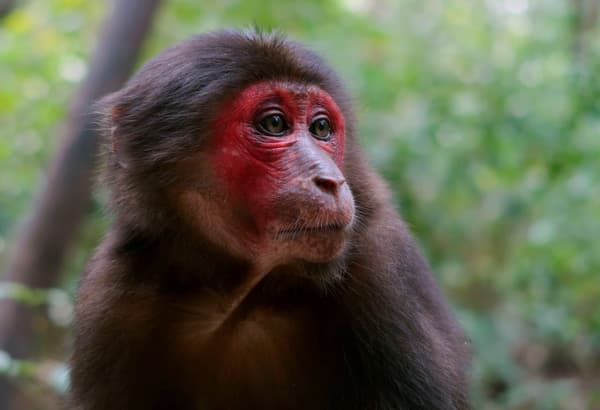 copertina Untamed Vietnam