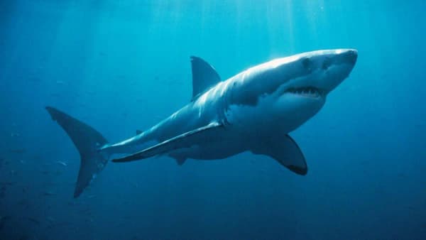 Lo squalo bianco piu' grande del mondo copertina del programma Lo squalo bianco piu' grande del mondo