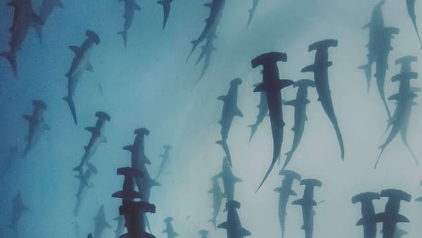 copertina Scherzi della natura