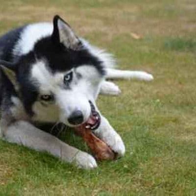 copertina Pillole Argo La Pizza Che Invenzione