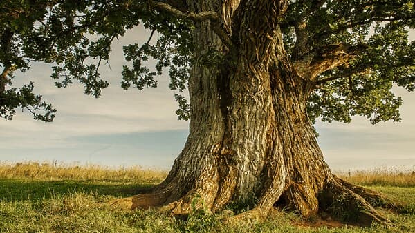 copertina I Giganti - Valle D'Aosta Con Corrado Herin
