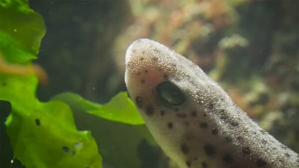 copertina 13 Ore Per Sopravvivere