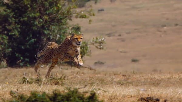 copertina La caccia (Documentario)