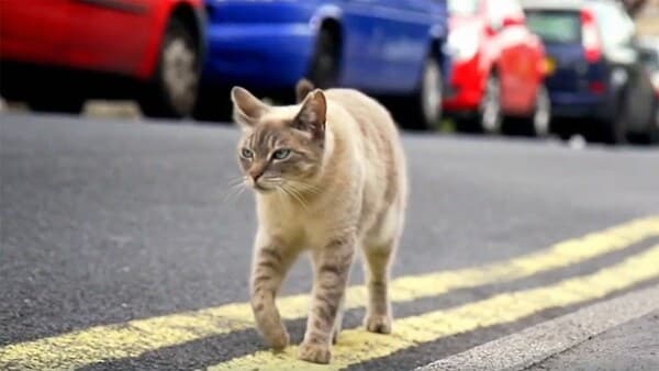 copertina La Verità Sui Gatti - Il Linguaggio Dei Gatti