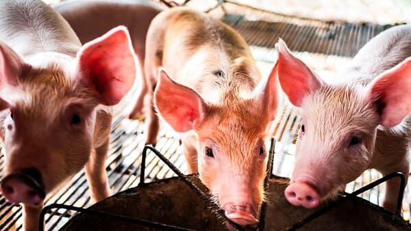 Maialini Straordinari copertina del programma Maialini Straordinari