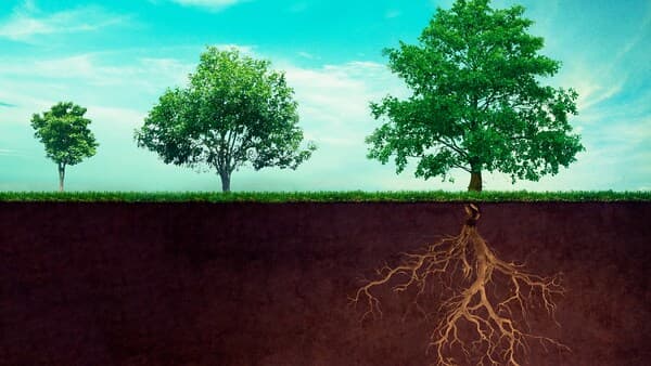 copertina Radici Della Vita. La Grande Mangrovia R