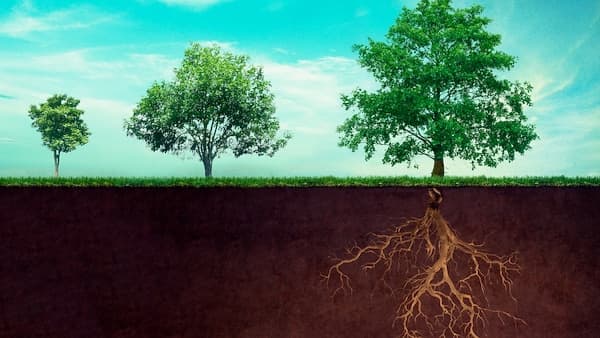 copertina Radici Della Vita - La Grande Mangrovia Rossa