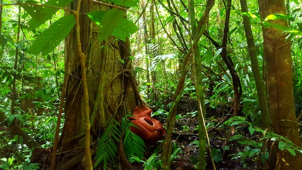 Borneo, La Foresta Ancestrale copertina del programma Borneo, La Foresta Ancestrale