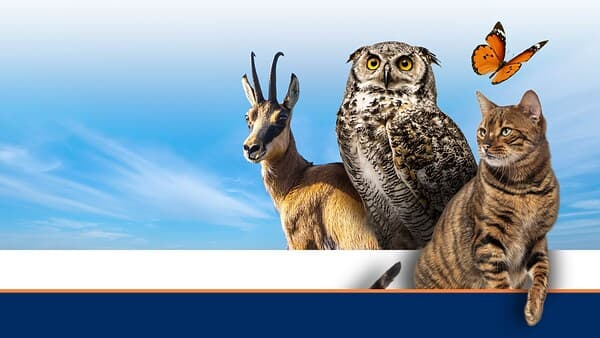 TGR AMICI ANIMALI copertina del programma TGR AMICI ANIMALI