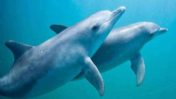 Dolphin Days copertina del programma Dolphin Days