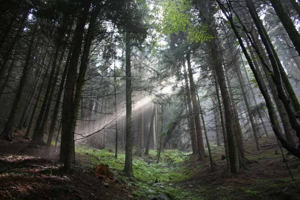 La missione nella foresta copertina del programma La missione nella foresta