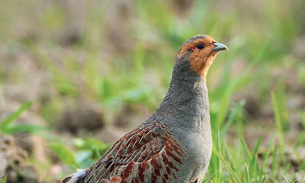 copertina Amici veri e starne vere