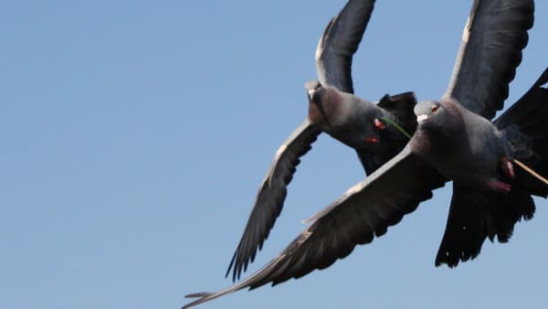 copertina Colombaccio a tutto tondo 1