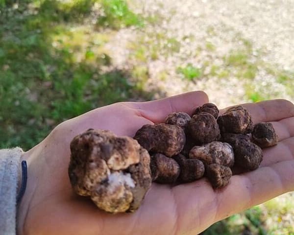 copertina Truffle experience