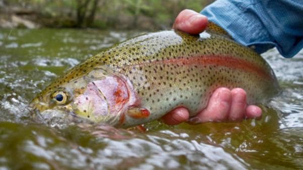 copertina FIPSAS Reel: Fiume Sangro