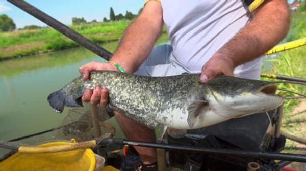 copertina FIPSAS Reel: Torrente Talvera