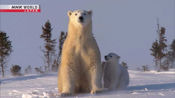 copertina Polar Bear Crisis