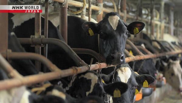 copertina When Cows Feel the Heat