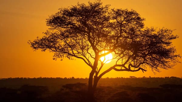 copertina Serengeti III - Rinascita