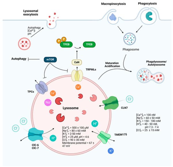 copertina Ajax-Inter YL 25/26