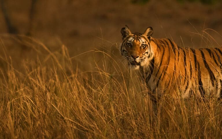 copertina Dall'alba al tramonto