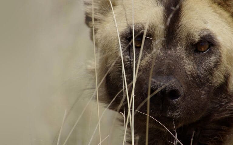 copertina Wild fighters - nati per combattere