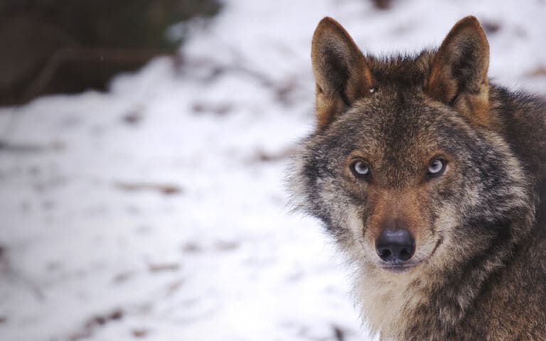 copertina Il cuore selvaggio della Spagna