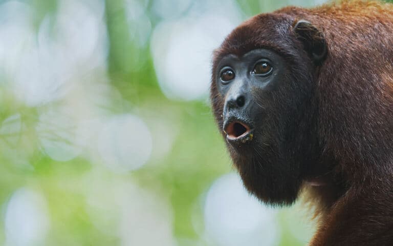 Il grande dizionario degli animali copertina del programma Il grande dizionario degli animali