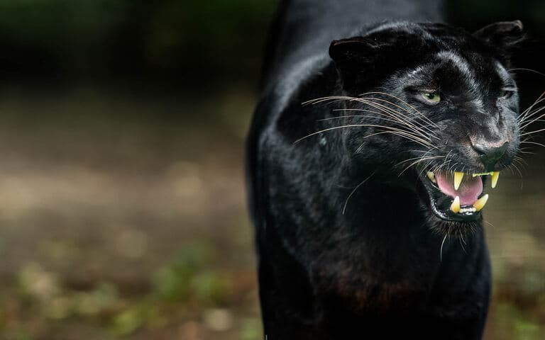 Secrets In The Jungle - Strane scoperte nel profondo della giungla copertina del programma Secrets In The Jungle - Strane scoperte nel profondo della giungla