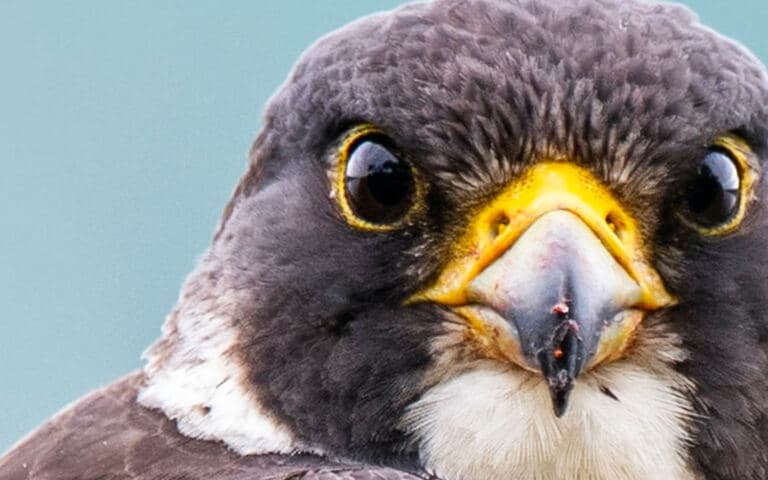 copertina Green storytellers - into the wild