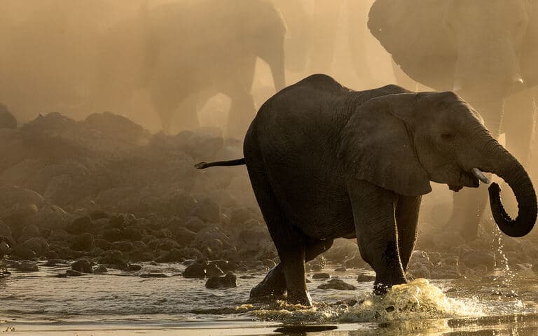 copertina Oasi africane