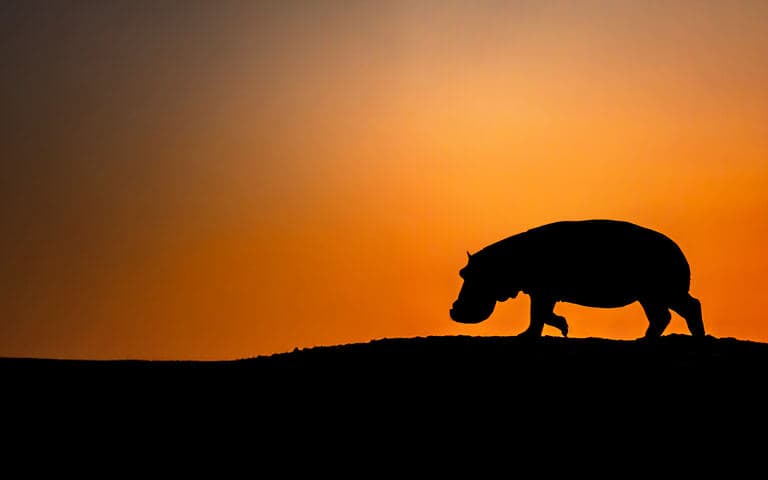 copertina Il re degli ippopotami