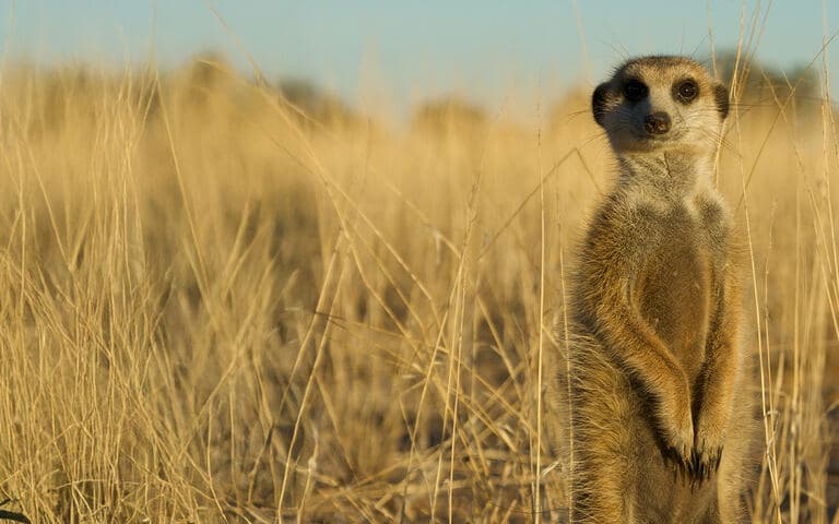 Superconnessi - le reti sociali degli animali copertina del programma Superconnessi - le reti sociali degli animali