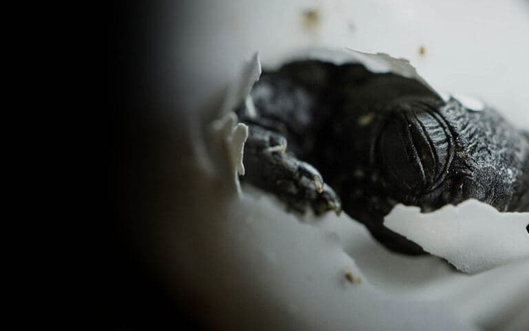 The egg - Bursting into life copertina del programma The egg - Bursting into life