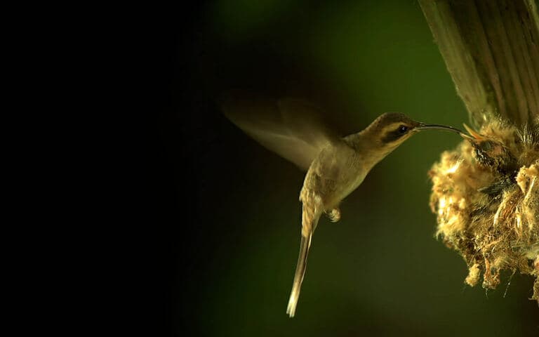 I padroni del cielo copertina del programma I padroni del cielo