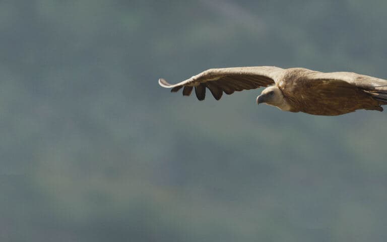 copertina Avvoltoi: Navigatori dei cieli