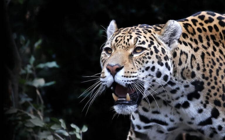 Gli animali piu' pericolosi copertina del programma Gli animali piu' pericolosi