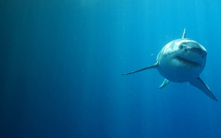 Wild Nuova Zelanda: L'ultimo paradiso copertina del programma Wild Nuova Zelanda: L'ultimo paradiso