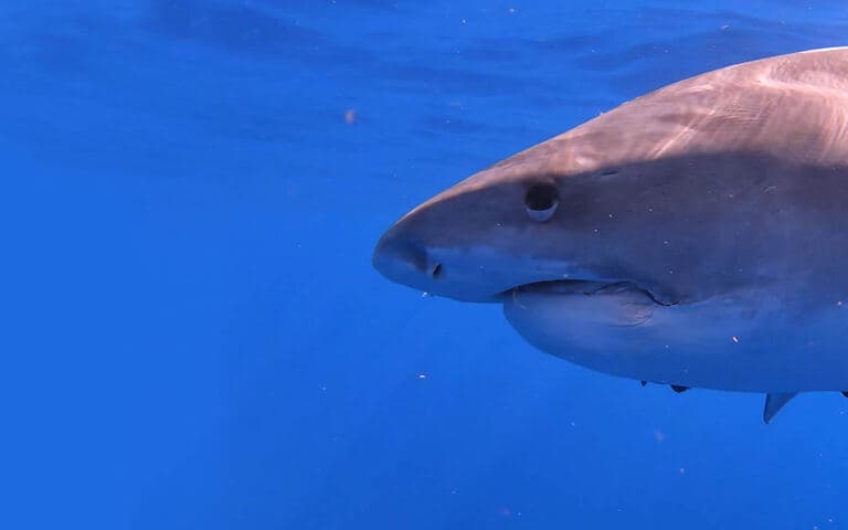 copertina Hawaii - L'arcipelago degli squali