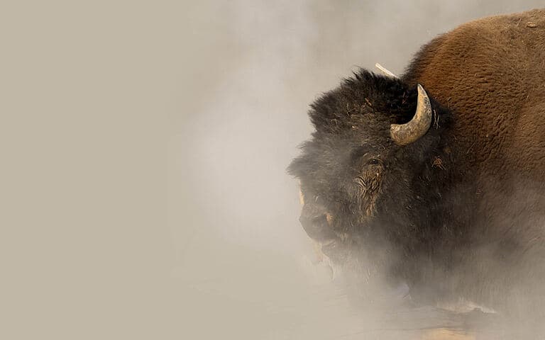 copertina Bison: An american icon