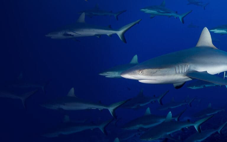 copertina L' invasione degli squali