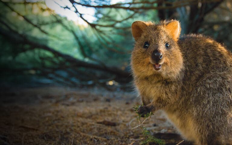 Rottnest island: Il regno dei quokka copertina del programma Rottnest island: Il regno dei quokka