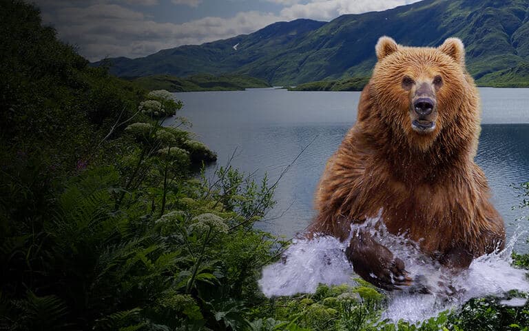 copertina Alaska, la terra degli orsi