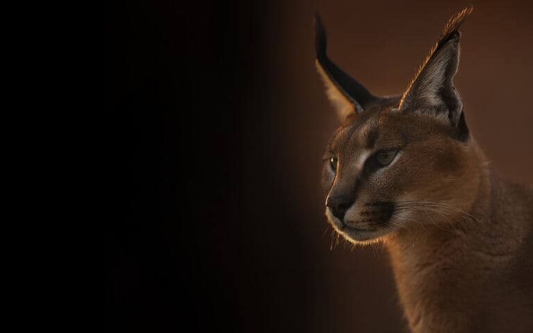 I caracal - Nottambuli e solitari copertina del programma I caracal - Nottambuli e solitari