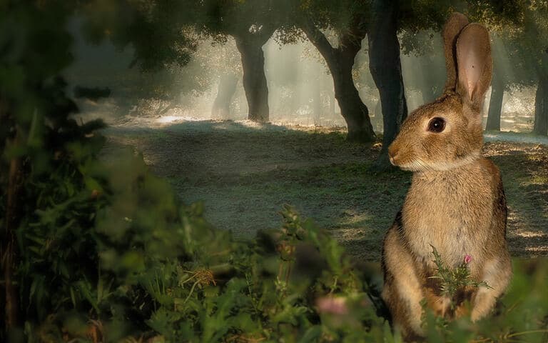 copertina Dehesa - La foresta delle meraviglie