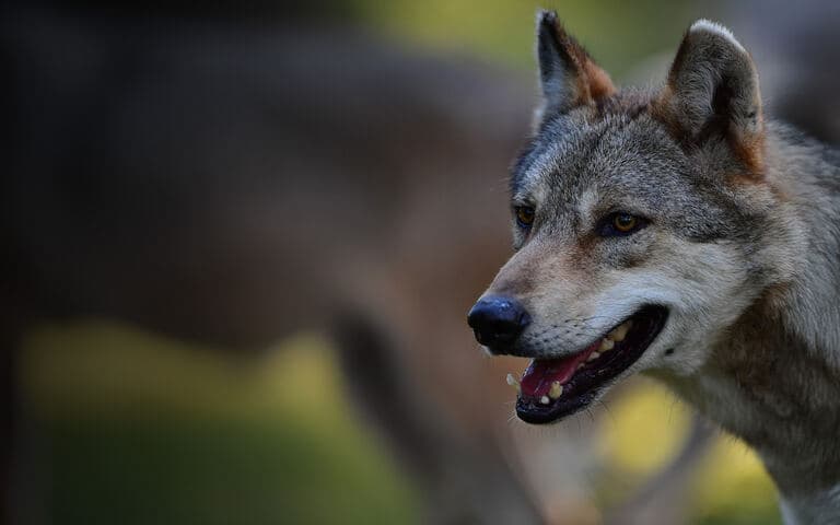 copertina Slava - Storia di un lupo
