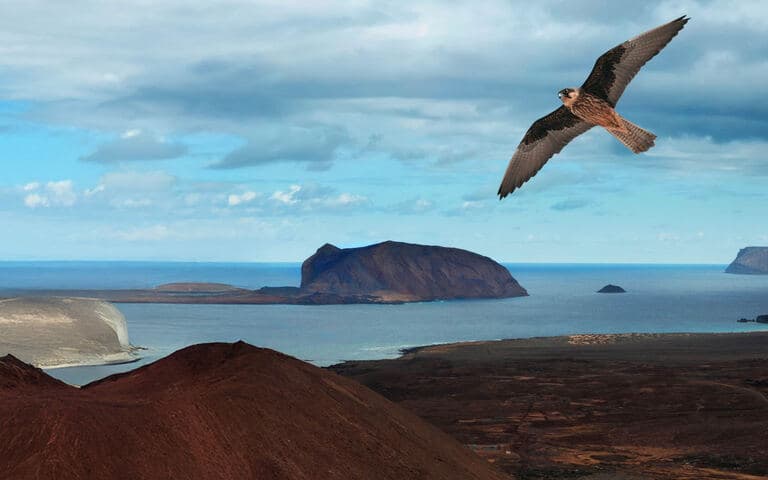 copertina Chinijo - Le isole degli uccelli